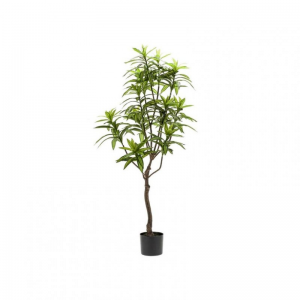 PIANTA DRACAENA H130 PN - green *