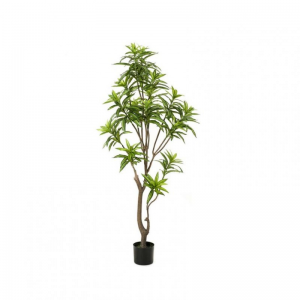 PIANTA DRACAENA H155 PN - green *