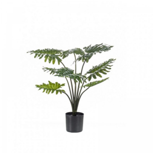 PIANTA PHILODENDRON 60 cm PN *