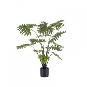 PIANTA PHILODENDRON 80 cm PN *