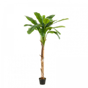 PIANTA BANANO H180cm PN *