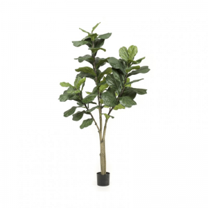 PIANTA FICUS LYRATA H180CM PN *