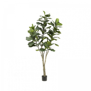 PIANTA FICUS H210CM PN *