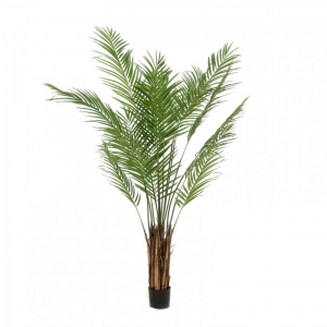 PIANTA ARECA PALM CM 180 PN *