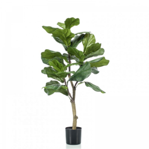 PIANTA FICUS H90CM PN *