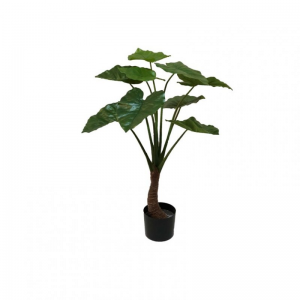 PIANTA ALOCASIA H90CM  *