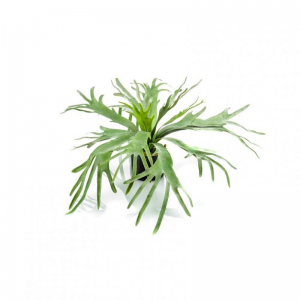 PIANTA STAGHORN X14 H60CM PN *