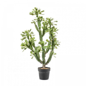 PIANTA EUPHORBIA CACTUS H105CM PN *