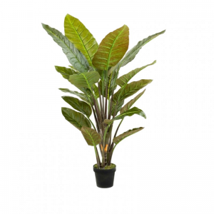 PIANTA STERLIZIA 135 cm PN *
