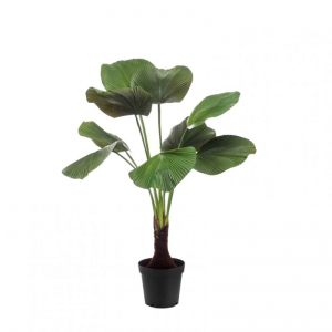 PIANTA LICUALA PALM H130cm PN *