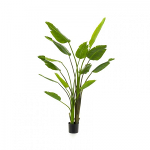 PIANTA STRELITZIA NICOLAI H180CM PN *