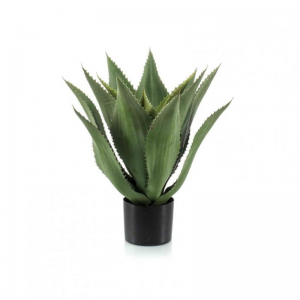 PIANTA AGAVE X15 H55CM PN *