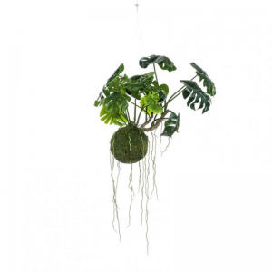 PIANTA MONSTERA c/zolla H60 - PN *