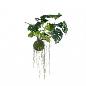 PIANTA MONSTERA c/zolla H80 - PN *