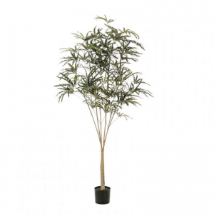 PIANTA ARALIA H195 cm PN *