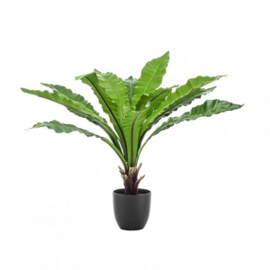 PIANTA ASPLENIUM FERN H75CM PN *