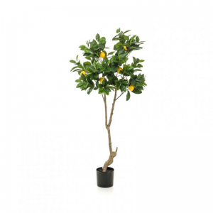 PIANTA LIMONE H150CM PN *