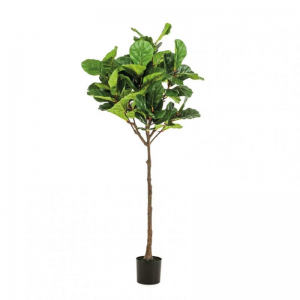 PIANTA FICUS LYRATA H195CM PN *