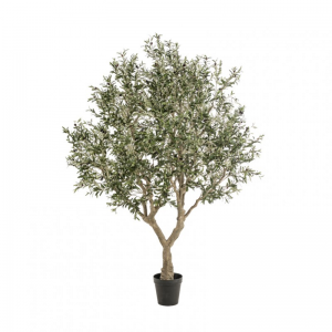 PIANTA OLIVO H250cm PN *