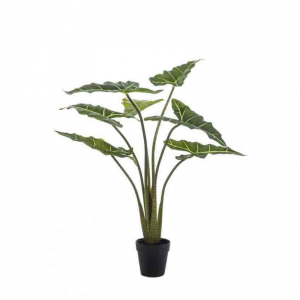 PIANTA ALOCASIA H100 cm PN *