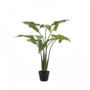 PIANTA ALOCASIA H120 cm PN *