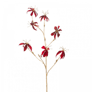 GLORIOSA H110 cm FN - dark red