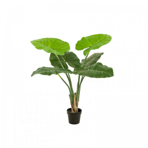 PIANTA ALOCASIA H90cm PN *