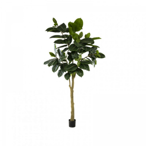 PIANTA FICUS ELASTICA H300CM PN *