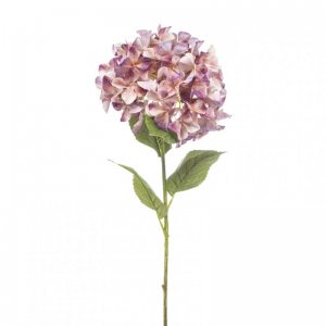ORTENSIA H90cm OR - peach/purple*