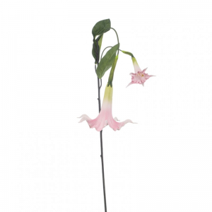 DATURA X2 H130cm  DA - pink*