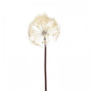 SOFFIONE ramo H91 SO - cream *