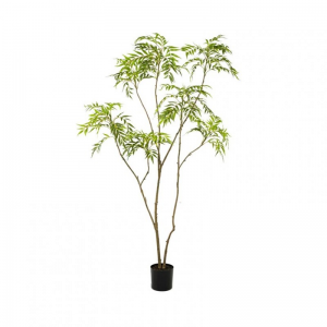 PIANTA MAHONIA H210 PN - green *