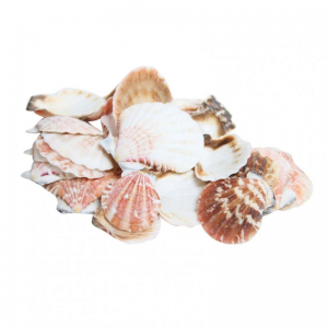 CONCHIGLIE Pecten Vexillum GR500