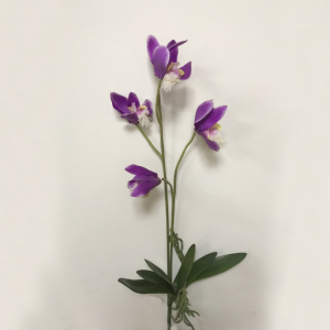 ORCHIDEA JUNGLE H75 cm OR - violet *