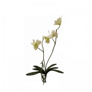 ORCHIDEA JUNGLE H75 cm OR -white *
