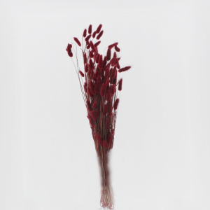 LAGURUS ESSICCATO 100GR H70 CM-bordeaux