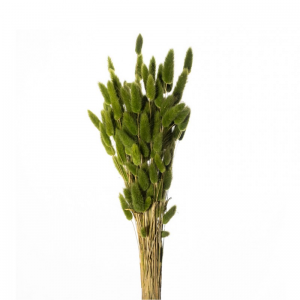 LAGURUS ESSICCATO 100GR - oliva