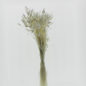 LAGURUS ESSICCATO 100GR H70 CM-bianco