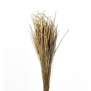 LAGURUS JAP ESSICCATO 150GR - oro