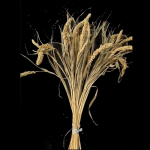 setaria  NATURALE  150GR