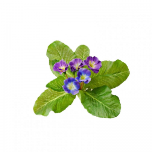 PRIMULA BUSH H21 cm PR -violet *