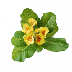 PRIMULA BUSH H21 cm PR -yellow *