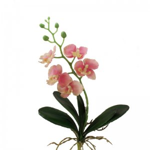 ORCHIDEA PHALAEN. H30 OR -pink *