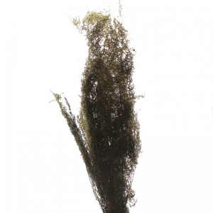 BRIZZONE ESSICCATO 300GR H75 CM-oro