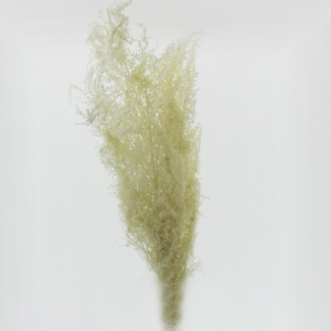 BRIZZONE ESSICCATO 250GR H75 CM -bianco