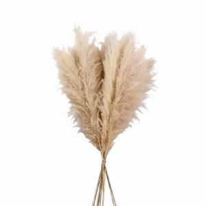 PAMPAS NATURALE PZ5 H120/160 cm