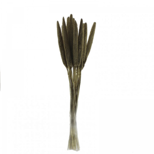 BABALA ESSICCATA 15 PZ H70 CM -oro