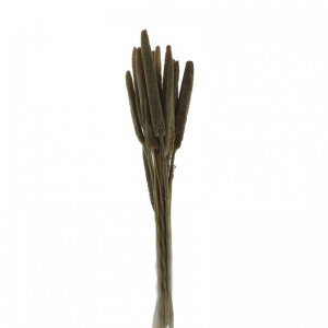 BABALA ESSICCATA 15 PZ 40CM-naturale