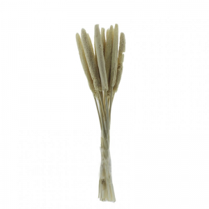 BABALA ESSICCATA 15 PZ H70 CM -bianco