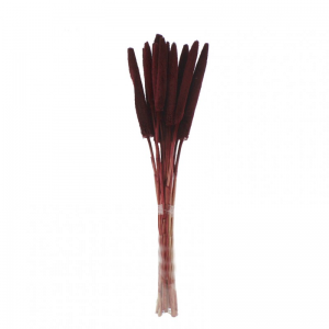BABALA ESSICCATA 15 PZ H70 CM-bordeaux